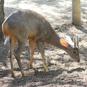 Brown Brocket Deer (Mazama gouazoubira), August 2016