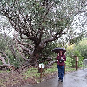 Swamp Gum Tree (Eucalyptus ovata)