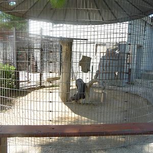 American Black Bear Cage