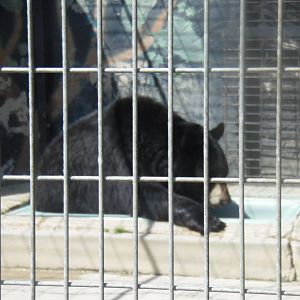 American Black Bear "Pool"
