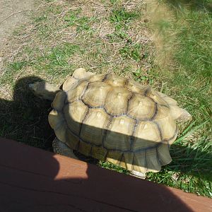 Tortoise
