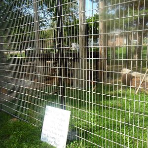 New American Black Bear Exhibit