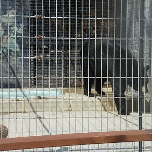 Black Bear Exhibit