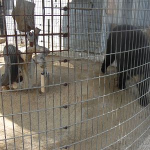 Black Bear Exhibit
