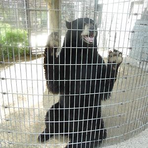 Black Bear Exhibit