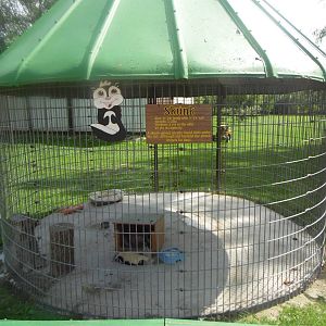 Skunk Exhibit