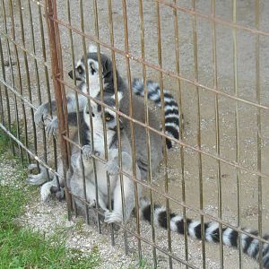 Ring-tailed Lemurs