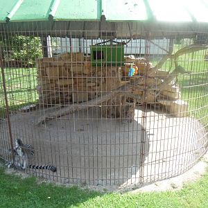 Ring-tailed Lemur Exhibit