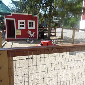 Baby Goat Yard