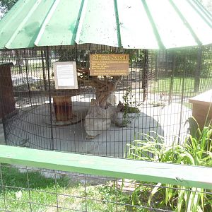 African Serval Exhibit