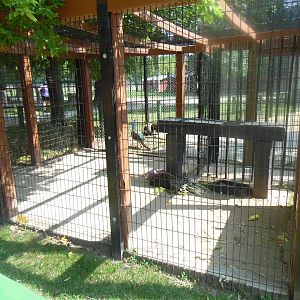 African Porcupine Exhibit
