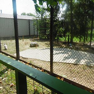 Turkey/Pheasant/Baby White-tailed Deer Exhibit