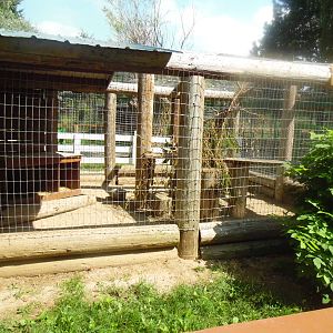 North American Porcupine Exhibit