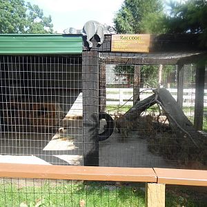 Raccoon Exhibit