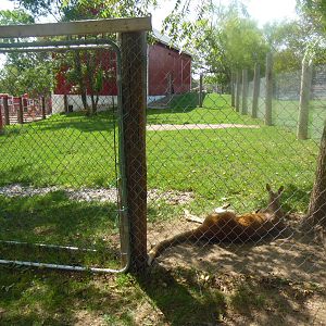 Red Kangaroo Exhibit