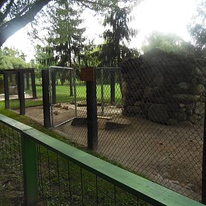 Patagonian Cavy Exhibit