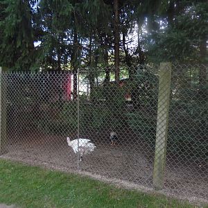 Turkey/Pheasant Exhibit