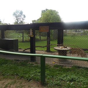 Red Fox Exhibit