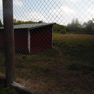 White-tailed Deer/Chicken Exhibit