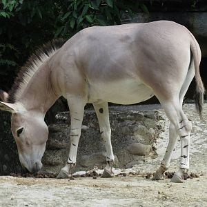 pregnant somali wild ass Gina