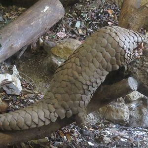 Chinese pangolin eating