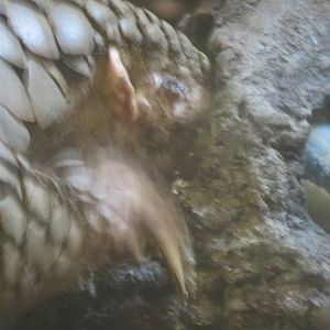 Chinese pangolin eating
