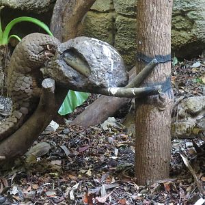 Chinese pangolin eating