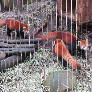Red panda family