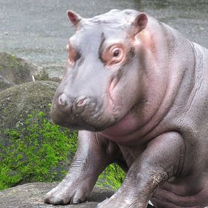 Hippo calf