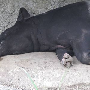 Malayan tapir sleeping
