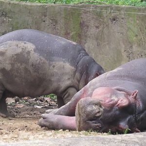 Hippo breastfeeding