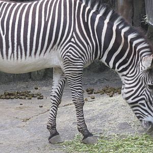 Grevy's zebra