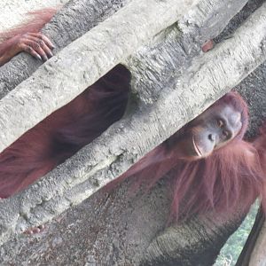 Female Bornean orangutan