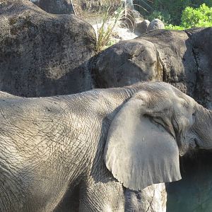 African elephant