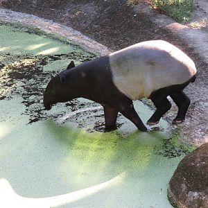 Malayan tapir
