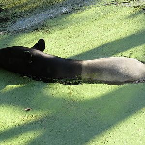 Malayan tapir
