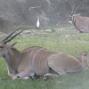 Eland calf