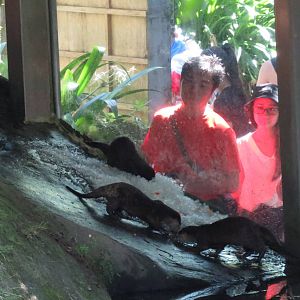 Small claw otters playing ice