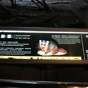 Chinese ferret badger sign