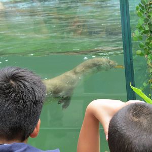 Eurasian otter from Kinmen