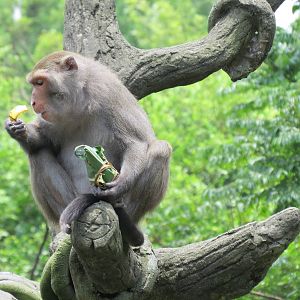Formosan macaques