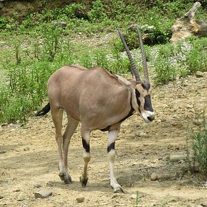 East African oryx