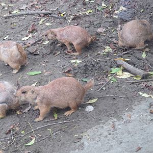 Black-tailed prairie dog family