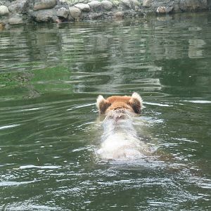 Alaskan brown bear swimming