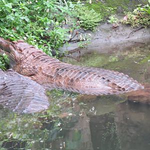 False gharial couple