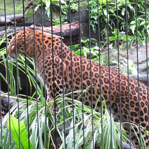 Leopard False Eating grass