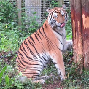 Bengal tiger marking territory