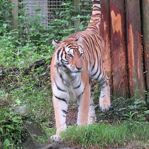 Bengal tiger marking territory
