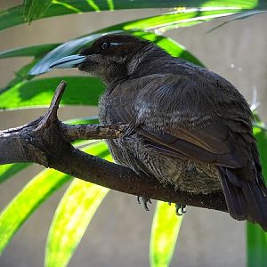 Magnificent bird-of-paradise female