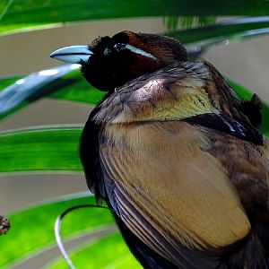 Magnificent bird-of-paradise male